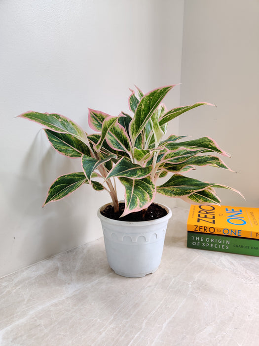 Aglaonema Majesty with striking pink foliage for indoor decor