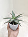 Air Purifying Aloe Pink Plant