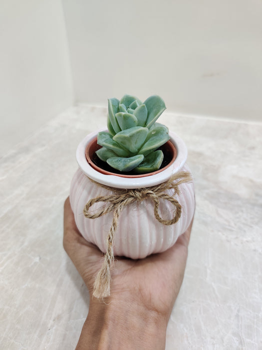 Succulent housed in a pink ribbed ceramic pot.