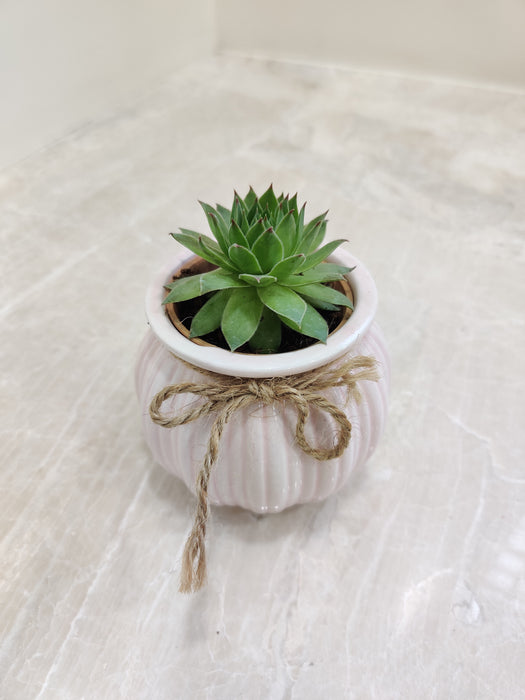 Succulent on office desk setting