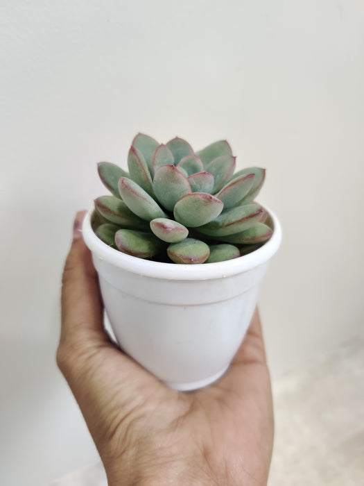Air Purifying Rare Echeveria Ice