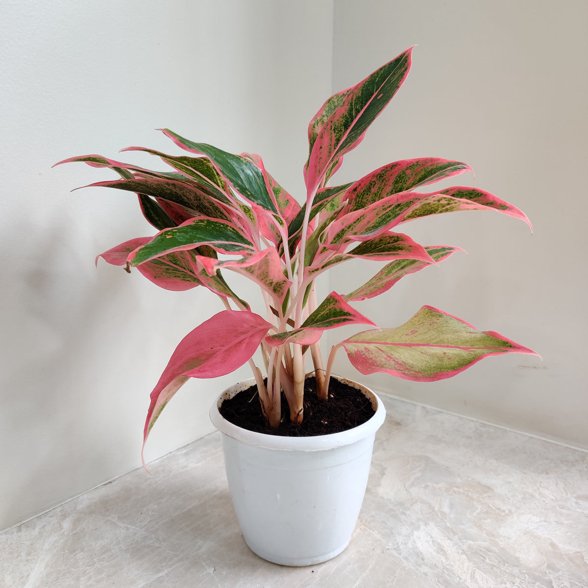pink stem aglaonema Buy Pink Lipstick Aglaonema Online