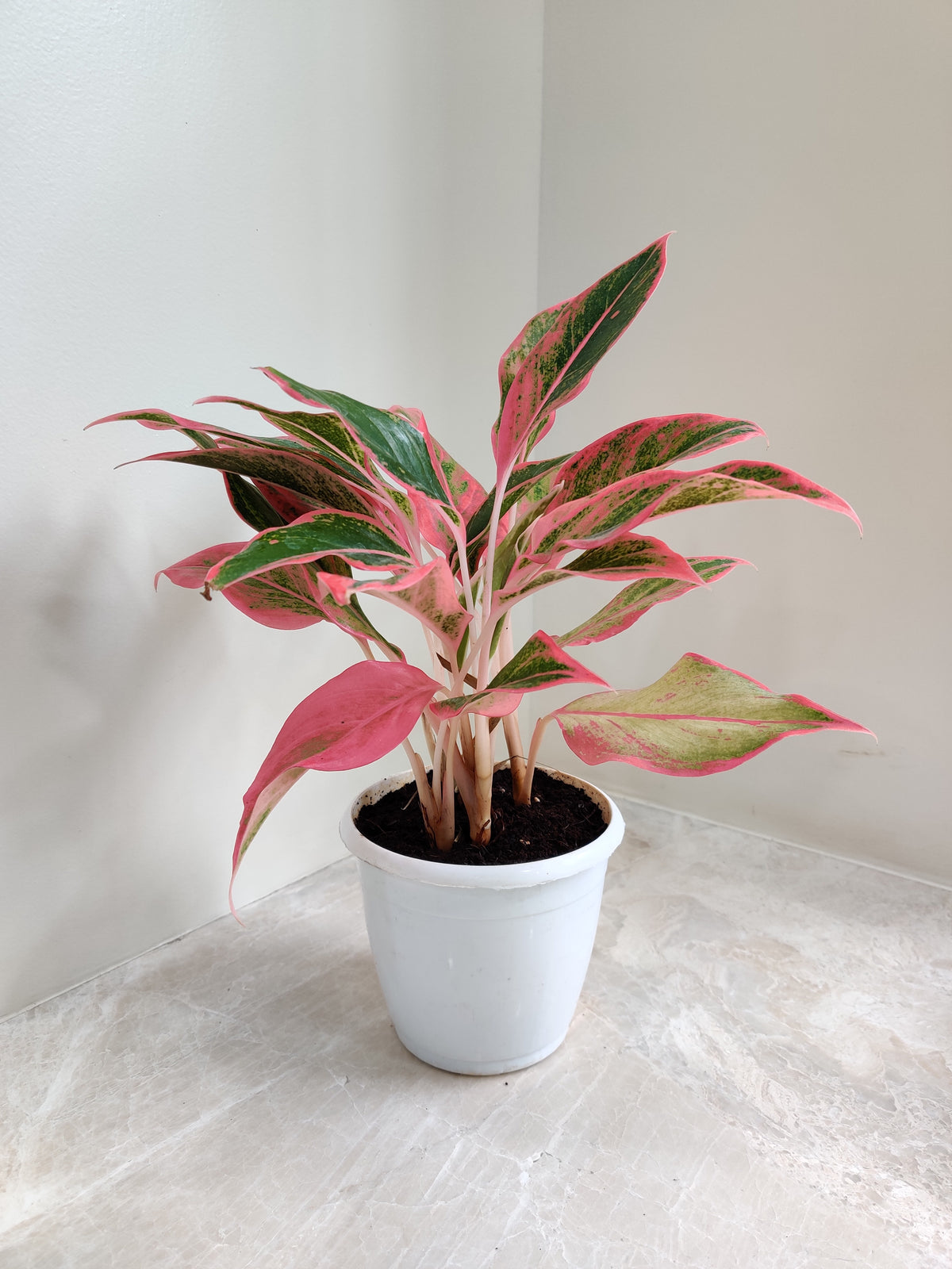 Buy Pink Lipstick Aglaonema Online | Easy-Care Indoor Plant