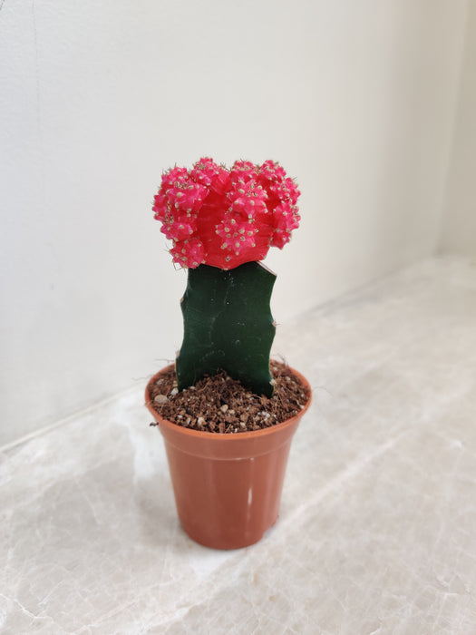 Pink Moon Cactus Grafted (Small)