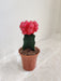Pink Moon Cactus Perfect for Indoors