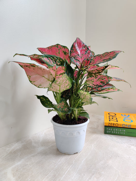 Aglaonema with vibrant pink details