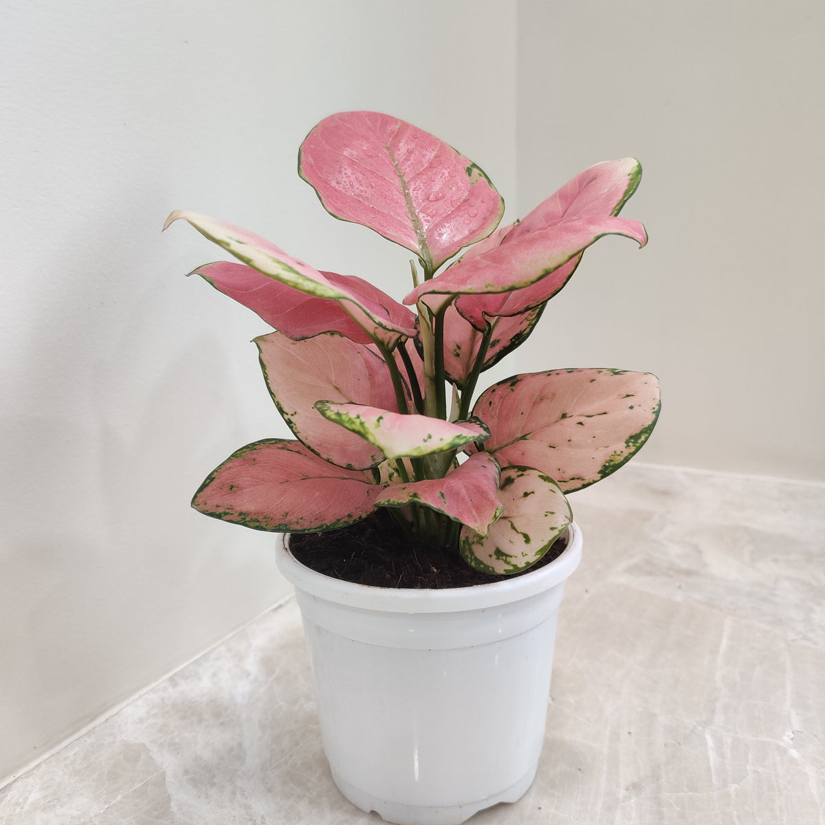 aglaonema pink diamond Aglaonema Diamond Red: Aesthetic Exotic Plant for Air-Purifying Interiors –  ChhajedGarden.com