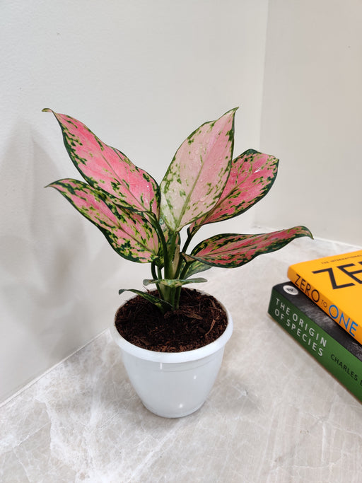 Variegated Aglaonema Angel Plant for Home