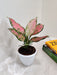 Variegated Aglaonema Angel Plant for Home