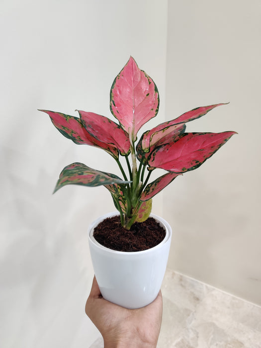 Aglaonema Beauty symbolizing luck and prosperity for workspaces