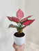 Aglaonema Beauty symbolizing luck and prosperity for workspaces