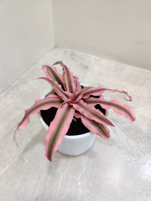 Lively Pink Cryptanthus Starlite for home decor