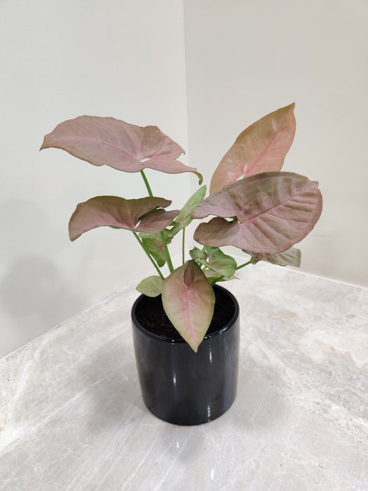 Full view of the lush Pink Syngonium plant.