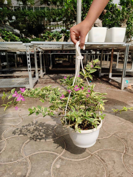 bougainvillea hanging plant Variegated Bougainvillea