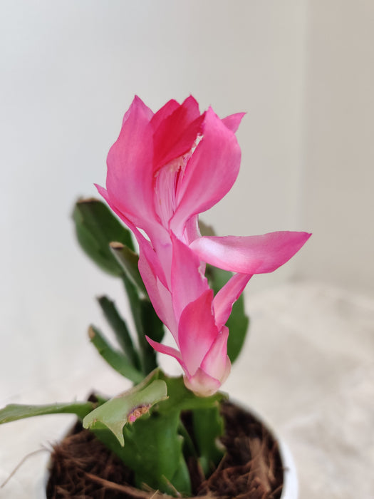Lush Pink Christmas Cactus Plant Perfect for Gifting