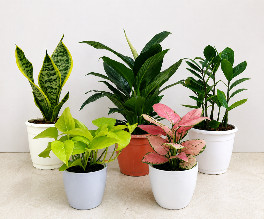 Buy Low Light Indoor Plants Combo – Easy Care Plants Set | Peace Lily, Pothos, Aglaonema, Snake Plant & ZZ Plant