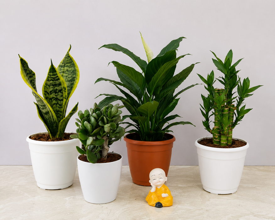 Buy Plant Gifting Combo – Best Indoor Plants Gift Set | Lotus Bamboo, Jade Plant, Snake Plant & Peace Lily