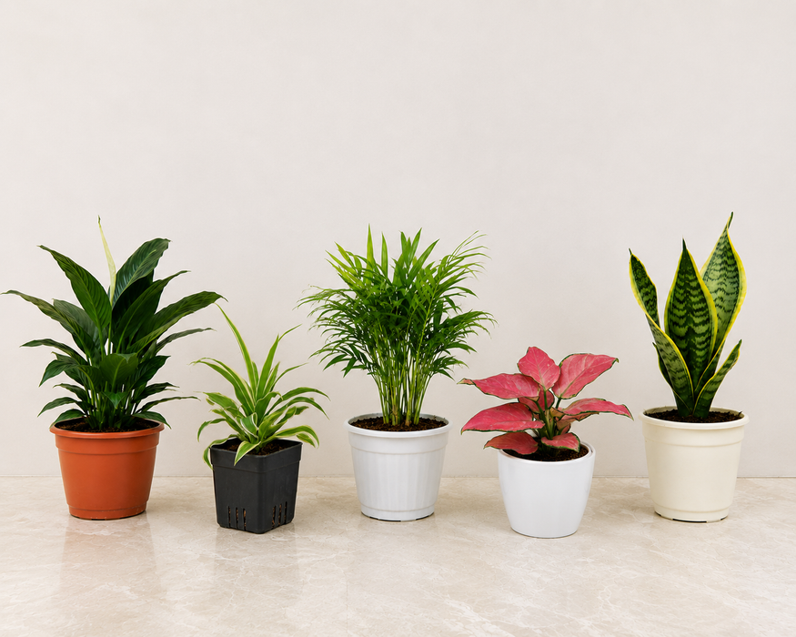 Buy Air Purifying Plants Combo – Indoor Air Cleaning Plants Set | Peace Lily, Bamboo Palm, Aglaonema, Snake Plant & Spider Plant