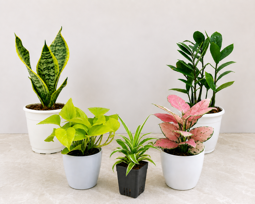 Buy Beginner Friendly Indoor Plants Combo – Easy Care Plants Set | Spider Plant, Pothos, Aglaonema, Snake Plant & ZZ Plant