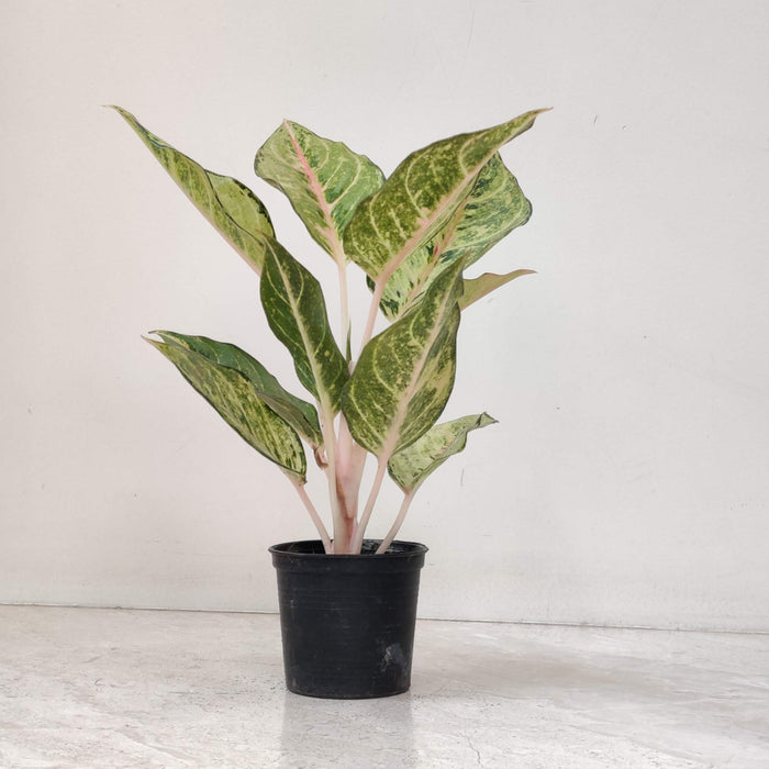 Aglaonema Green Lucky Plant In 7 Cm Pot