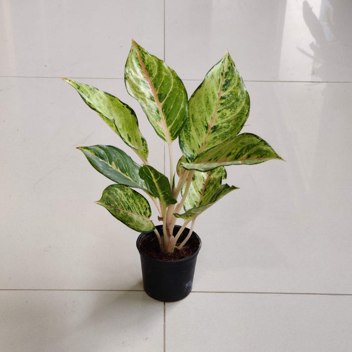Aglaonema Green Lucky Plant In 7 Cm Pot