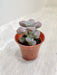 Pachyveria Oviferum Moonstones in Pot Indoor Succulent