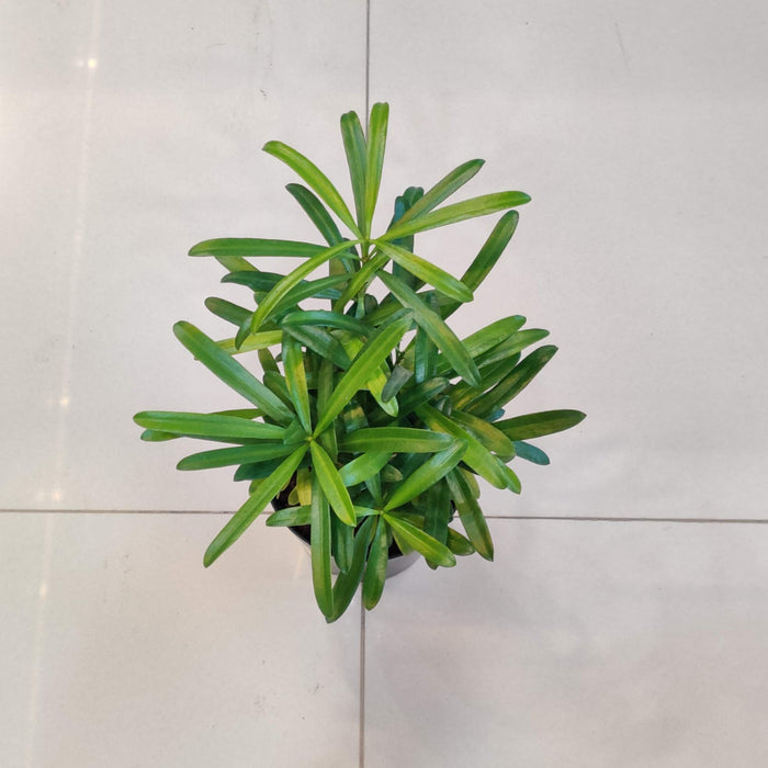 Podocarpus Macrophyllus Plant In 10 Cm Pot