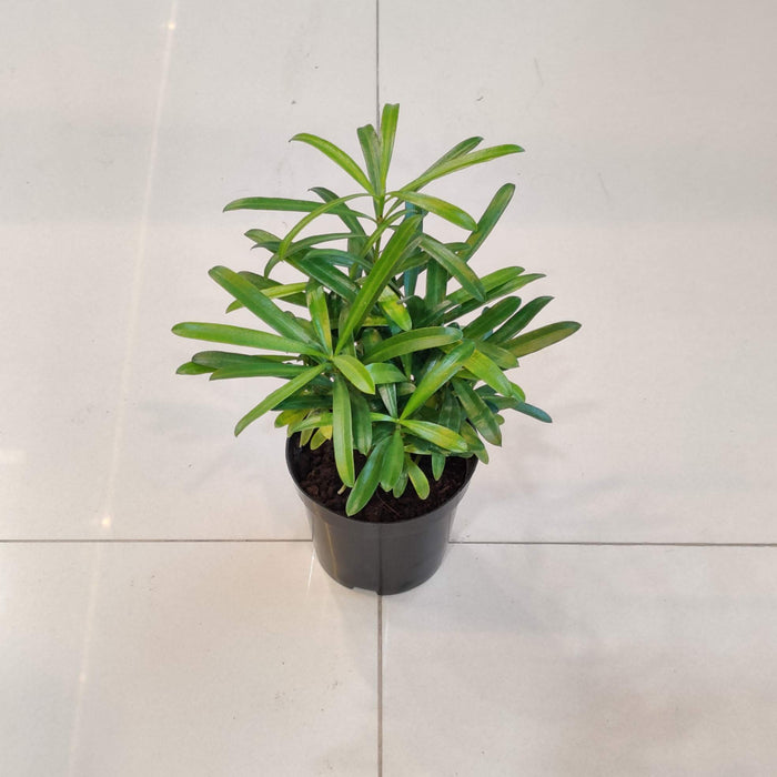 Podocarpus Macrophyllus Plant In 10 Cm Pot