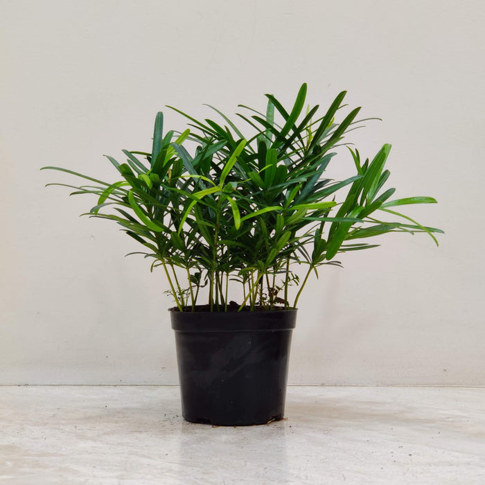 Podocarpus Macrophyllus Plant In 12 Cm Pot