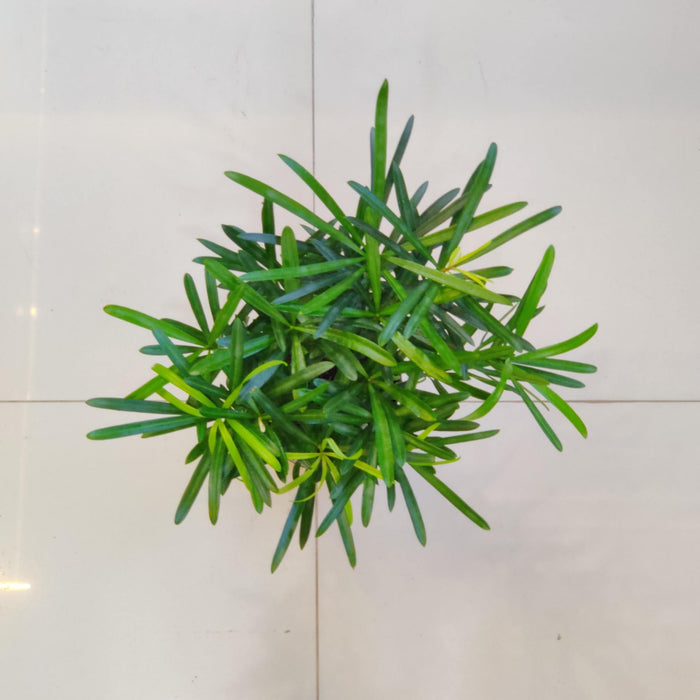 Podocarpus Macrophyllus Plant In 12 Cm Pot