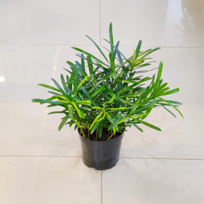 Podocarpus Macrophyllus Plant In 12 Cm Pot