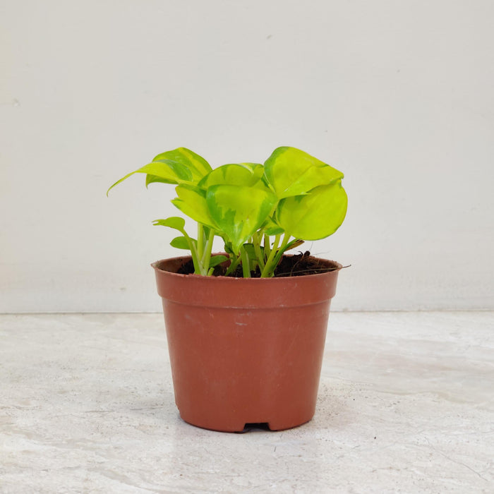 Pothos Njoy Golden Varigated  Plant In  8.5 Cm Pot