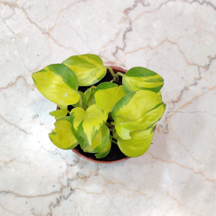 Pothos Njoy Golden Varigated  Plant In  8.5 Cm Pot