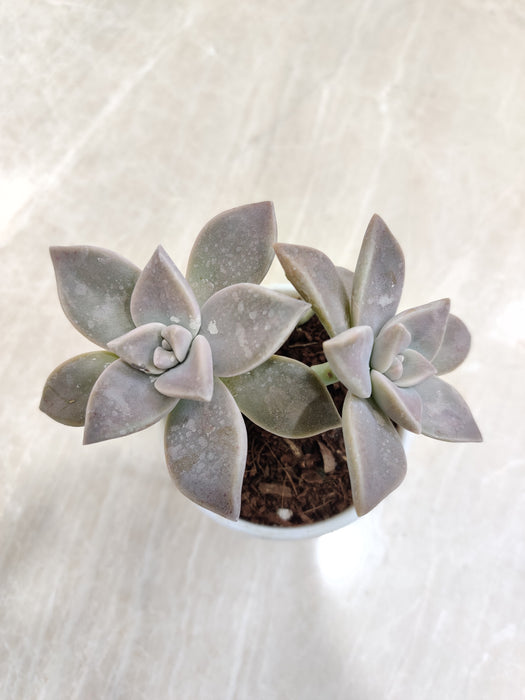 Ghost-Plant-Graptopetalum-Desk-CompanionGhost-Plant-Graptopetalum-Desk-Companion-Indoor-Succulent