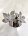 Ghost-Plant-Graptopetalum-Desk-CompanionGhost-Plant-Graptopetalum-Desk-Companion-Indoor-Succulent