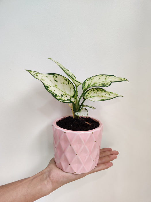 Aglaonema Super White Desk Plant in Pink Geometric Pot