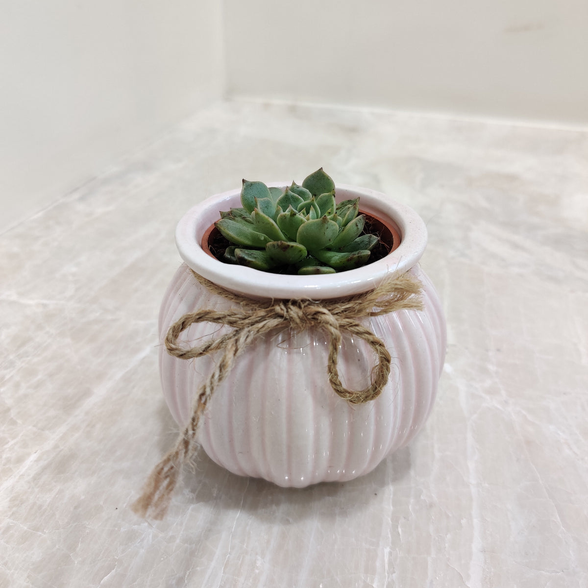 Premium Desk Succulent