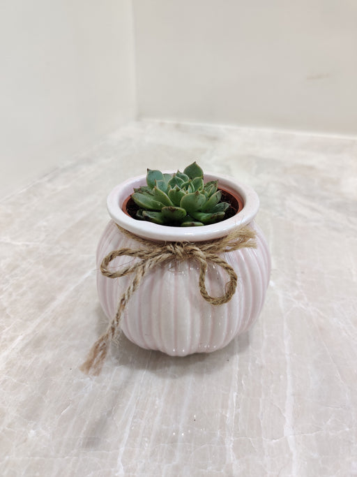Modern succulent in a striped ceramic container