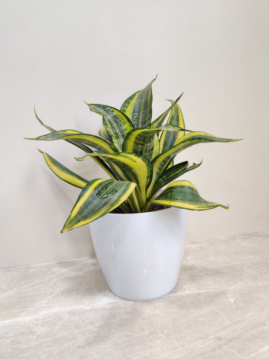 Premium Snake Plant in White Pot for Corporate Gifting