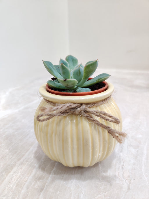 Lush succulent in striped ceramic