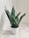 Indoor Princess Sansevieria plant in white pot