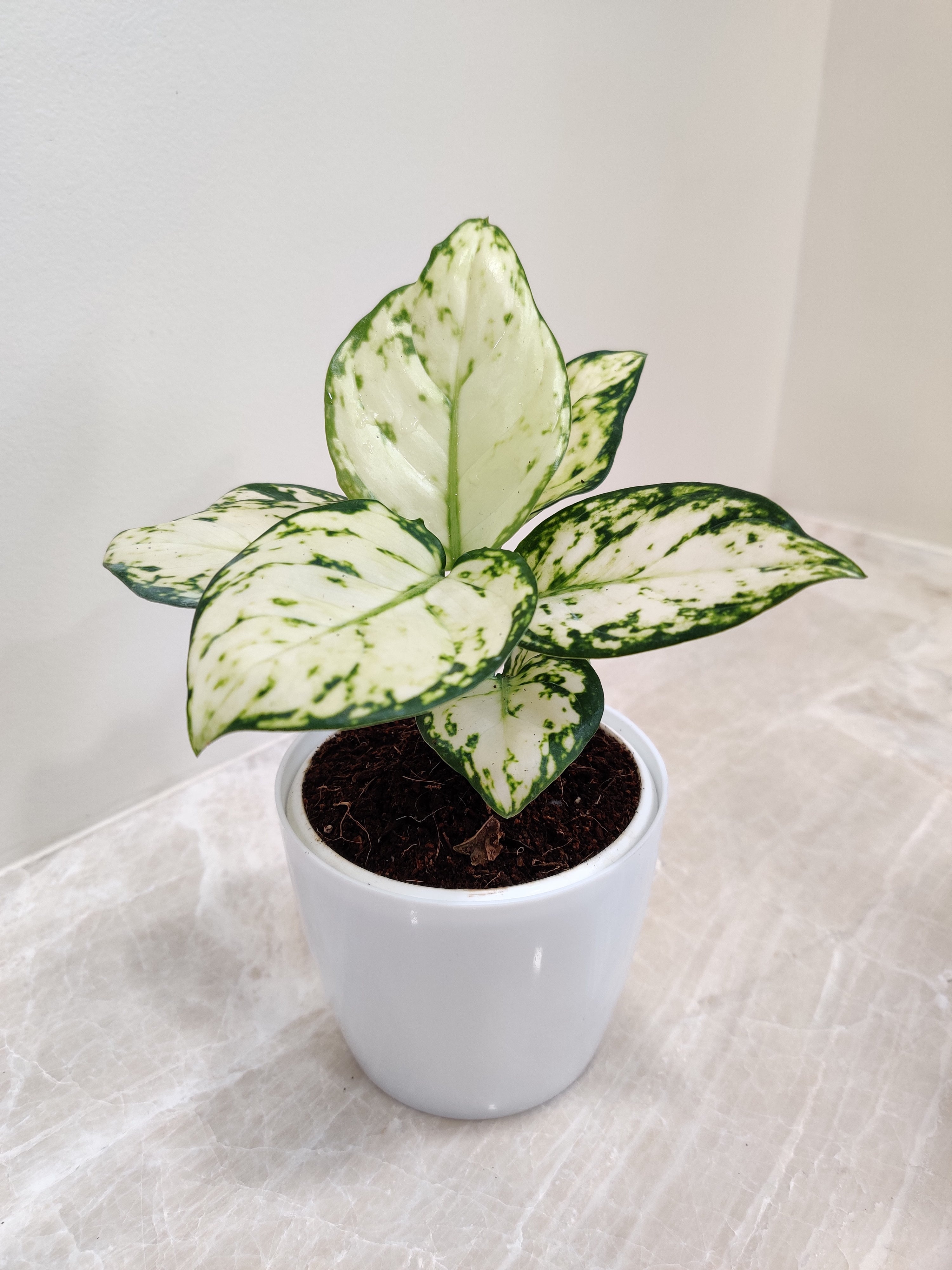 super white aglaonema Aglaonema Super White