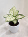 Pristine-White-Leaves-Aglaonema