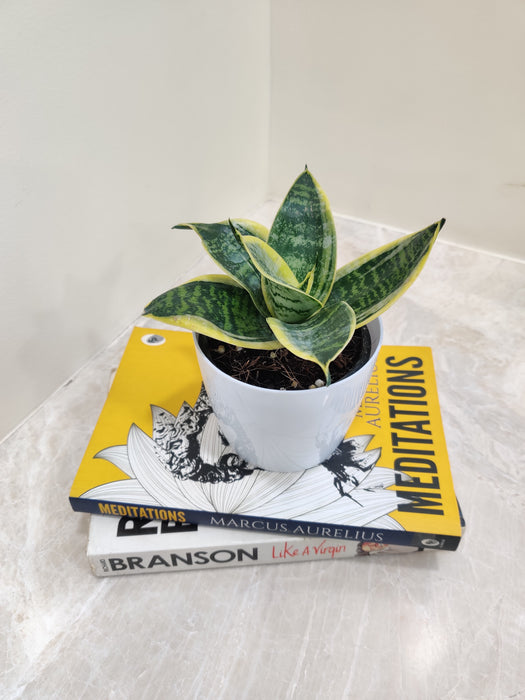 Professional Corporate Gift Snake Plant in Stylish Pot