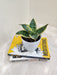Professional Corporate Gift Snake Plant in Stylish Pot
