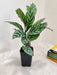 Small Calathea Freddie Plant with prominent leaf patterns.