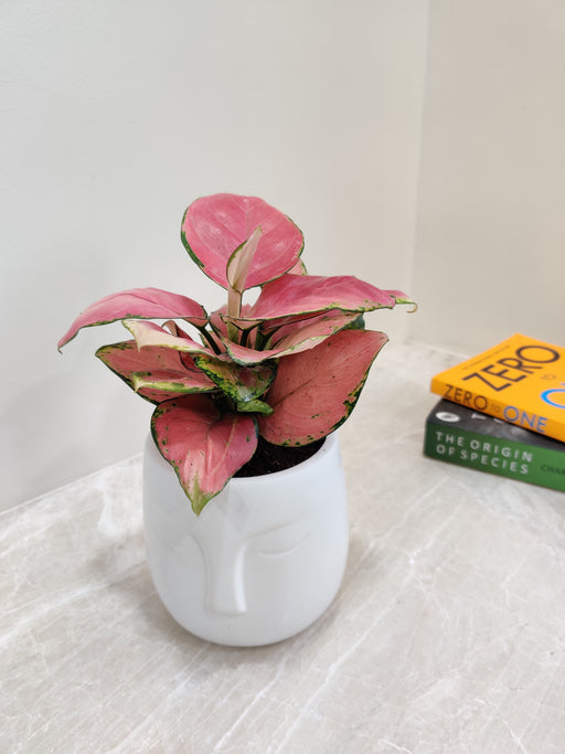 Prosperity symbol Aglaonema Red Elegance perfect for gifting