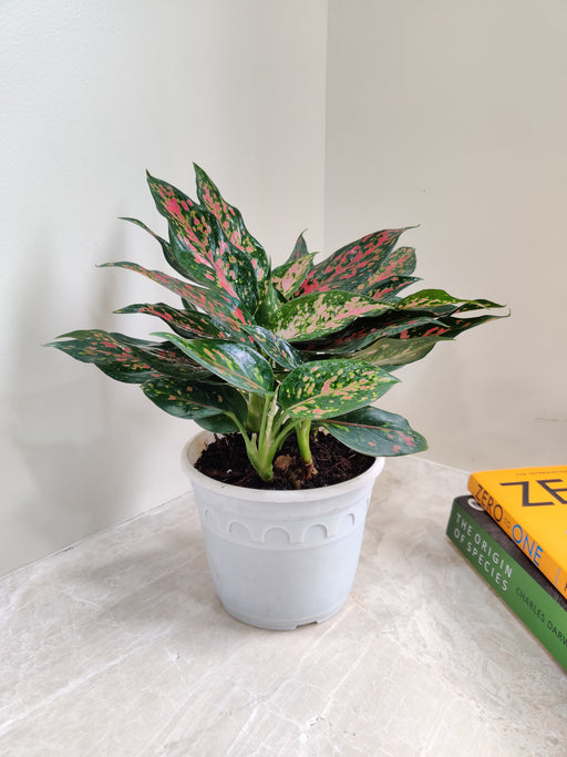 Pink and green speckled Aglaonema Rui
