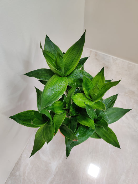 Office decor resilient Lotus Bamboo