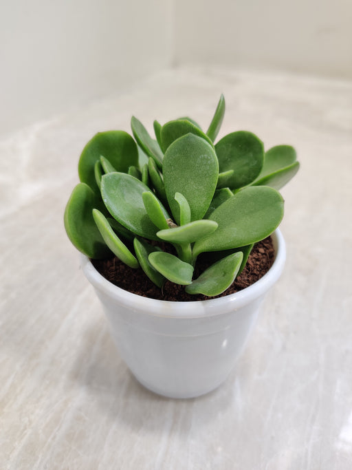20cm jade plant money plant Jade Plant Crassula Money Maker